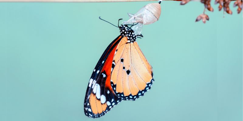 Butterfly Cocoon -Those who consistently confront difficult challenges are destined for transformation and growth.